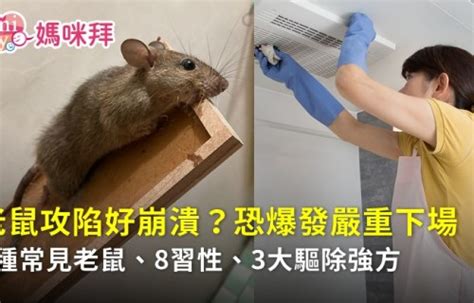 老鼠怕的味道 香港預言